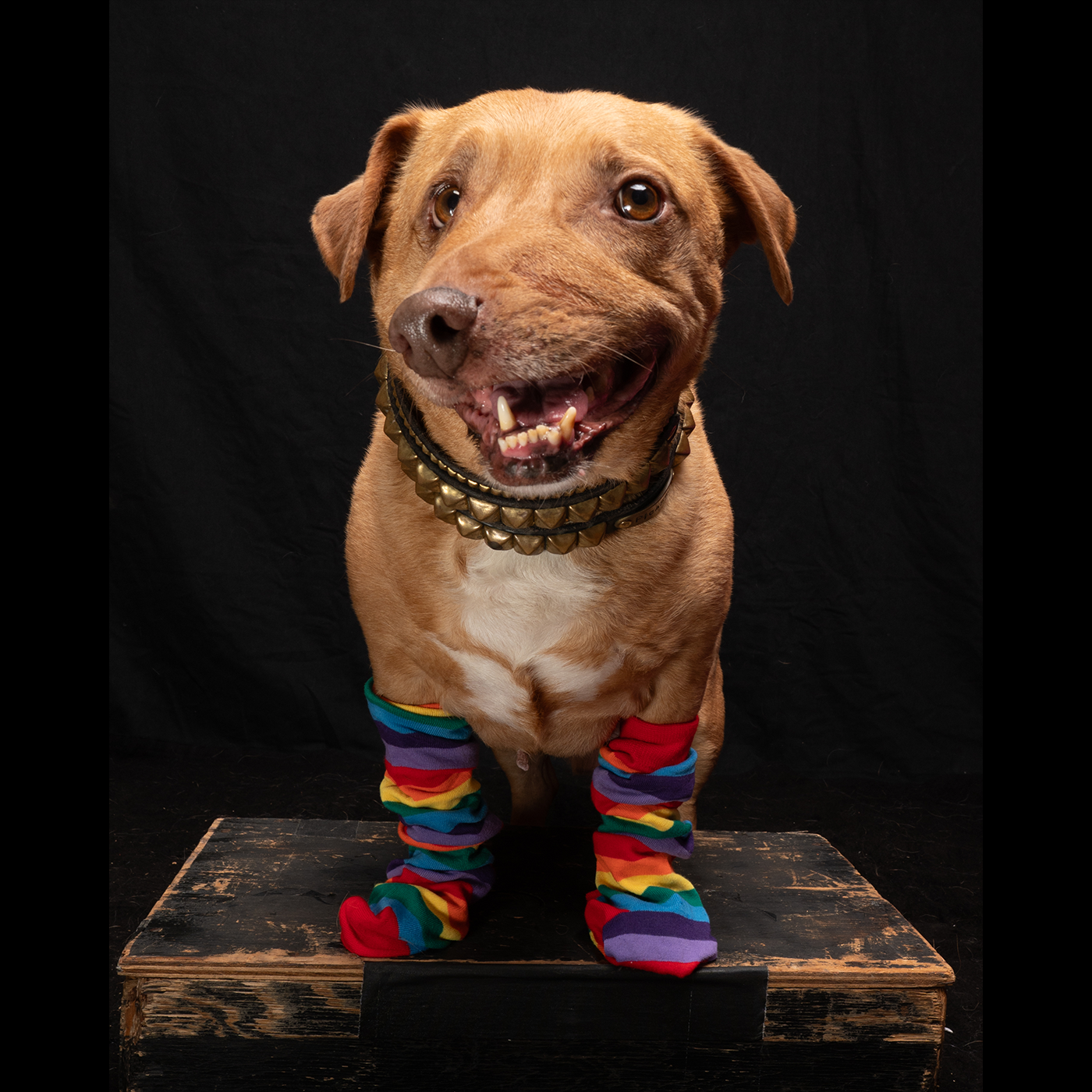 Picasso: The Dog Who Proved Different Is Beautiful